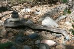 PICTURES/Red Rock Crossing - Crescent Moon Picnic Area/t_Cairn on Twisted Log.JPG